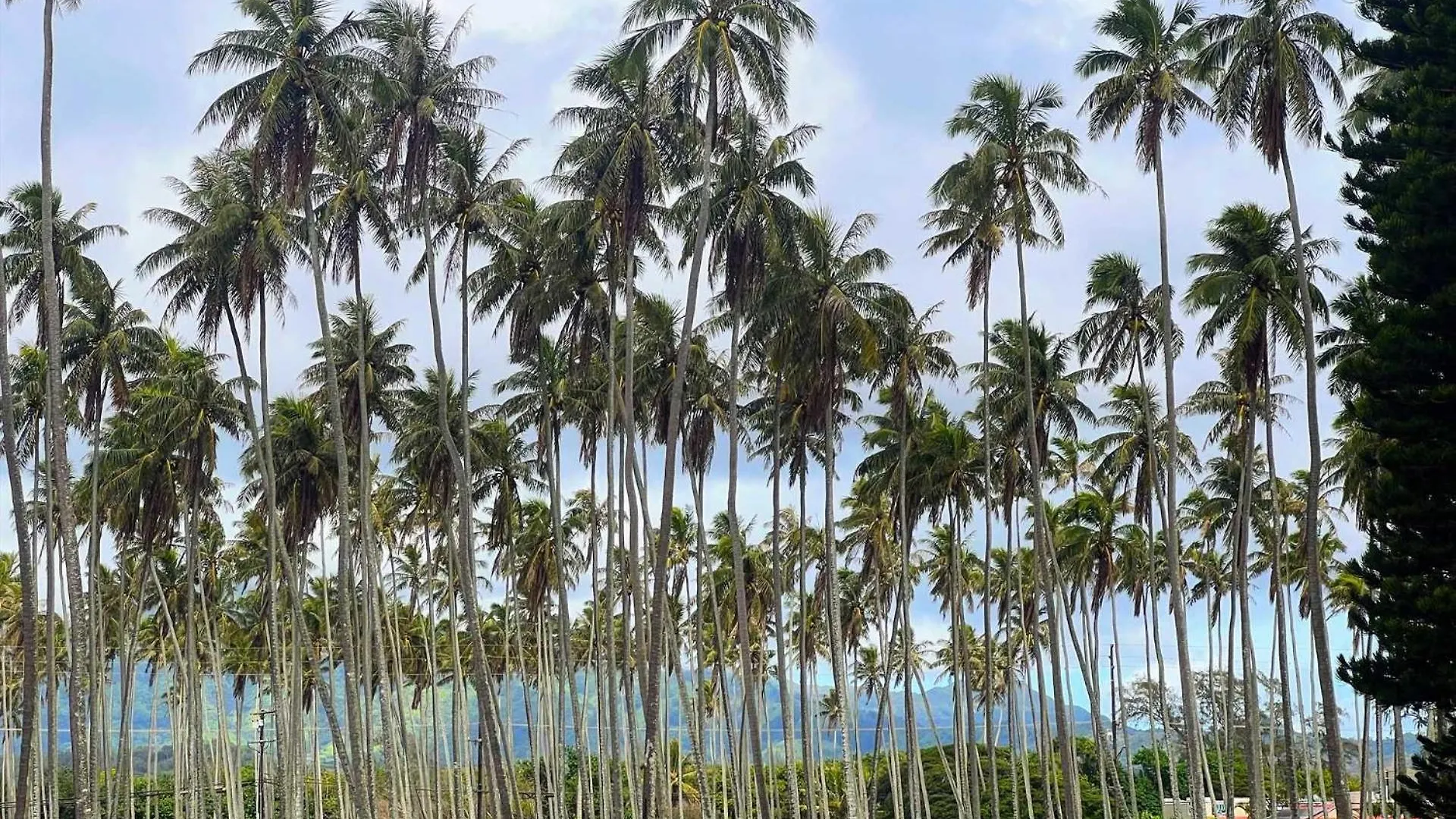 Islander On The Beach 343 Kapa'a